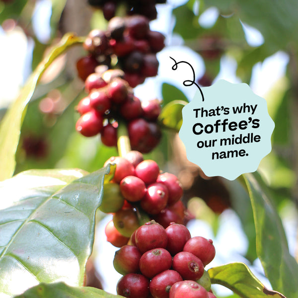 <p>We sustainably source the finest beans from the best coffee farms in Honduras, Brazil and India.</p><p>Our Indian beans sourced from the Sethuraman Estate are hand-picked and processed at origin by a family of coffee farmers that have been farming for generations. Classed as a biodiversity hot spot, the farmers are conscious of making sure their processes are eco-friendly. They even have a natural fertilizer recipe that has been passed down for generations.</p><p>That's why Coffee's our middle name.</p>