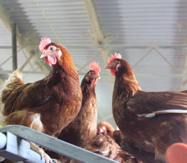 <p>The Coffee Club has been partnering with Sunny Queen for six years to provide our customers with 100% Australian shell cage free eggs.</p><p>Their cage free hens are housed inside large barns that have plenty of natural light, fresh air, and space for dust bathing. Hens even have objects to play with, keeping them very happy!</p><p></p><p>The Coffee Club purchases over 11 million eggs per year. That’s a lot of happy chickens!</p>